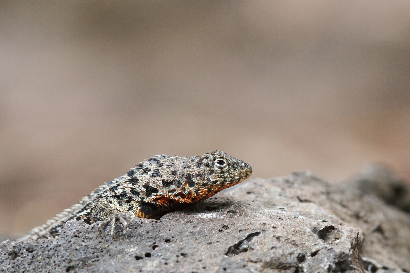 Galapagos Lava-Eidechse